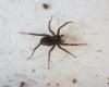 Pardosa sp.